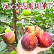 Fig Seeds Four Seasons Courtyard Sowing Seeds Honey Fruits Milk Berries Fairy Fruits Saplings Fruit 