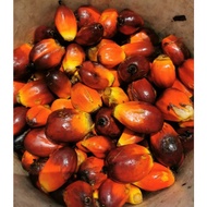 Buah KELAPA SAWIT(Oil Palm Kernel) biji sawit