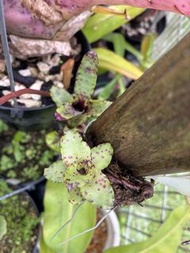 積水鳳梨 Neoregelia lilliputiana