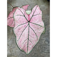 MC - CALADIUM SPRING FLING | Rare - Live Plant