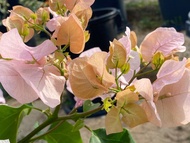 bougainvillea cuttings different colors