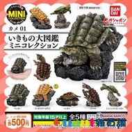 ∮Quant雜貨鋪∮┌日本扭蛋┐ BANDAI 生物大圖鑑-烏龜P1 全5款 含隱藏 大鱷龜 日本石龜 密西西比紅耳龜 