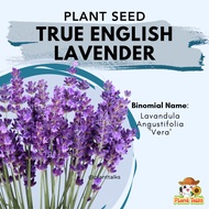 Plant Talks Lavender Plant Seeds Organic Edible Herb Plant