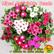 100% Original Mixed Colors Periwinkle Seeds (Fresh 100pcs Seeds) 混色长春花种子 Biji Benih Bunga Vinca Garden Flowering Plants Seeds Periwinkle Plant Seeds Indoor Bonsai Seed Flower Seeds for Planting Live Plant Air Plant Biji Benih Pokok Bunga Kertas Hidup