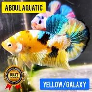 Ikan Cupang Yellow Banan Koi Galaxy Gold / Plakat