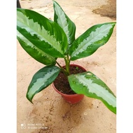 Real Live Aglaonema With Pot Pokok Keladi Hiasan Dalam Pasu