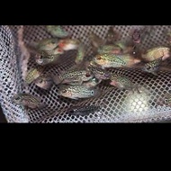 IKAN LOUHAN KAMFA F2 LITTLE MERMAID ORI THAILAND UKURAN 2-3 CM.