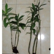 Anggrek Dendrobium Albertine dewasa