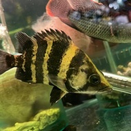 Datz NGT / Datz Papua / New Guinea Tiger Fish
