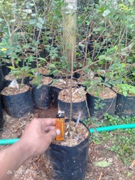 Bibit ulmus mikro cangkok bonsai 30-50cm