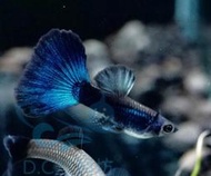 【DC短鯛坊】莫斯科亮藍孔雀魚_超逼真可動仿真模型【Guppy】