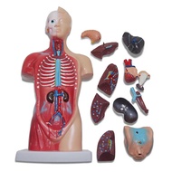 Alat Peraga Model Manusia Torso Anatomi Setengah Tubuh Badan 28 cm