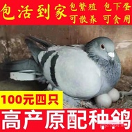 Youth Living Pigeon Pigeon Tile Gray Pigeon Meat Pigeon Seedlings Pair Pigeons Pigeons Small Egg Bag