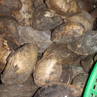 Biji bibit benih Ketapang laut kering siap tanam
