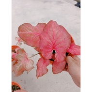 Happi GO 1Pot Caladium Pink Umbrella Thailand / Keladi Thailand (Live Plant)