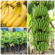 bibit pohon pisang cavendish