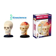 4D MASTER STEM Cranial Nerve Skull Anatomy Detachable Model for Science, MBBS, University