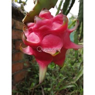 1 Keratan Pokok Buah Naga Isi Merah Manis