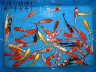 淡水 魚苗 吳郭 草魚 烏鰡 白鰱 鯽魚 鯉魚 鯰魚 加州鱸 台灣鯛 小錦鯉 小龍鯉 金魚 錦鯉 魚餅 好多魚 魚叔叔