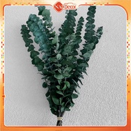 Dried Eucalyptus Leaves, Dried Eucalyptus Leaves Bundle of 10-12 Deer Decor Branches