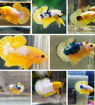 yellow fancy top grade sepasang