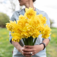 Double daffodil seed ball soil culture seeds potted plants and flowers in balcony courtyard of four 