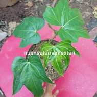 Tanaman Anthurium Jari / pohon anthurium jari ANTHURIUM