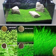 🔥Aquarium Plant Seed Water Grass Foreground Aquatic Plants Carpet Plant Seed