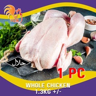 (HALAL) WHOLE CHICKEN (1.3KG+/-/PC) , AYAM (UNCUT) TCH POULTRY, WHOLESALE SUPPLIER, FISH, IKAN, SALM
