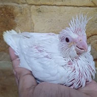Baby Falk Parkit Australia Albino MM