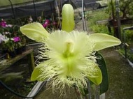 瓜地馬拉 原生蘭Brassavola digbyana 大豬哥(罕見~進口母株OG~超大花15CM)整叢2路