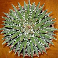 Tanaman Agave Leopoldii