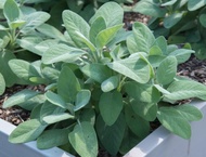 Sage (Herbal Plant) with FREE garden soil. Real Plants not Seeds / Outdoor Plant / Plants for Sale.