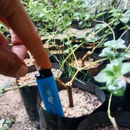 Bahan Bonsai Premna Microphylla Sancang Random - Keratan Stabil & Berakar Padu (Size Mini)