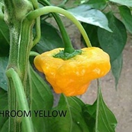 Benih - Biji - Bibit Cabe Hias Unik Tanaman Hias Cabe Yellow Mushroom