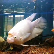 Readyyy gurame padang 8 jari / gurame padang jumbo / ikan hias berkualitas