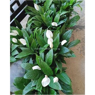 Peace Lily Spathiphyllum Potted Plant Spathiphyllum wallisii KLN00028