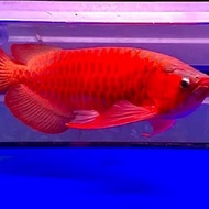 Ikan Arwana Super Red