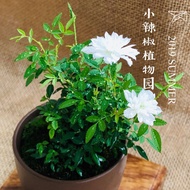 Japan July Mini Princess July July July July Potted Plant Green Plant Four Seasons Blossoming Xiaoji