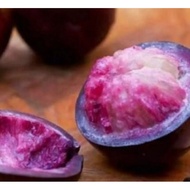 CAIMITO ~ POKOK APEL STAR - Apple Star