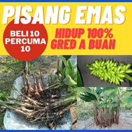 ANAK POKOK.PISANG EMAS.BINIH TERBAIK .BELI 10 PERCUMA 10