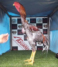 TELUR AYAM HIAS INDIO GIGANTE F1 UNTUK DI TETASKAN