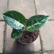 Code Aglaonema White Suksom / Suksom Putih / Suksom Jaipong / Aglonema