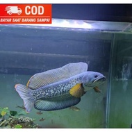 - ikan channa baby barca 5cm bersertifikat +