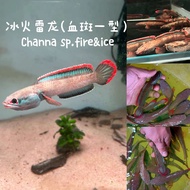 Channa sp. fire&ice 冰火雷龙(血斑一型雷龙） 血斑雷龙(live fish ikan hidup 观赏鱼)