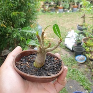 Bonsai ADENIUM Mini | Bonsai Shito ADenium | Tanaman ADenium Mini keci