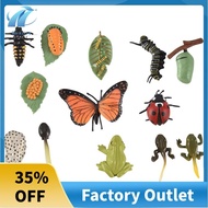3 Sets Insect Figurines Life Cycle of Butterfly Frog Ladybug Safariology Growth Cycle Model Educatio