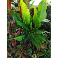 Anak Pokok Keladi Pisang Calathea Size Besar Baka Berkualiti