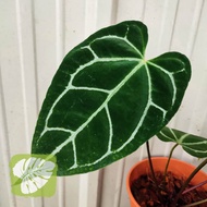 Anthurium Crystallinum Dark Form IOB