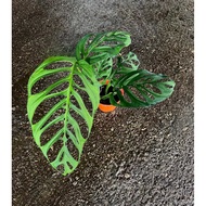 Monstera Esqueleto - Beautiful and Exotic Looking Fuss Free House Plant
